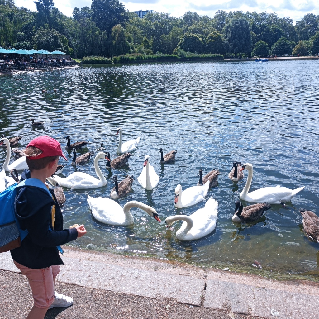 Enfant admirant les cygnes sur le lac d'Hyde Park à Londres.