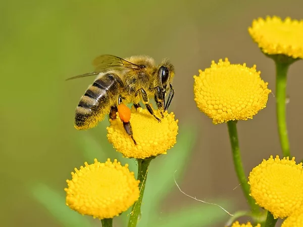 journée mondiales des abeilles